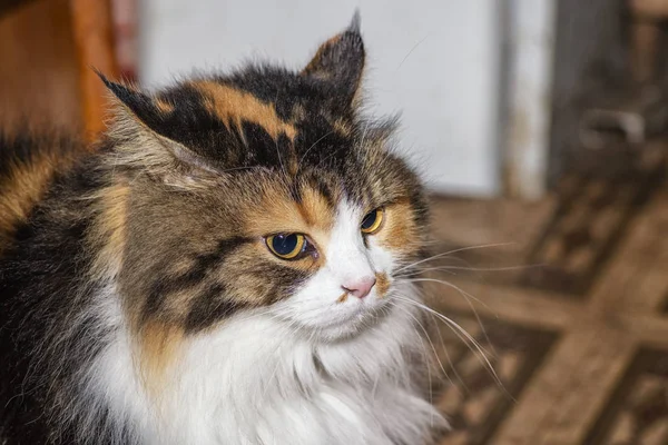 Gato Três Cores Com Degeneração Focinho Mal Gato Tem Belos — Fotografia de Stock