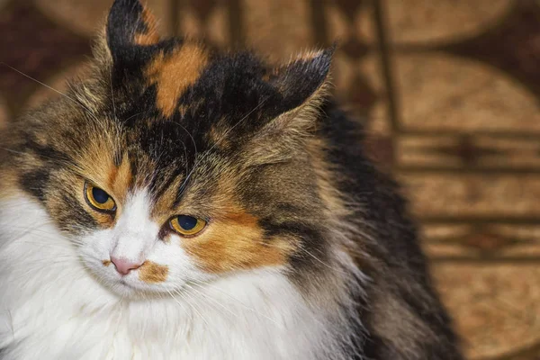 Gato Tres Colores Con Degeneración Del Hocico Maligno Gato Tiene —  Fotos de Stock