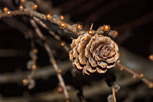 Cônes Sapin Forme Roses Cônes Cônes Forme Roses Mélèze Européen — Photo