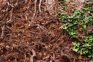 Duvardaki vahşi Ivy kökleri. Ivy kökleri arka plan. Sarmaşıklar kökleri ağaçlarda büyümek.