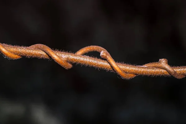 Hintergrund Aus Den Verdrehten Ästen Verdrehte Äste Von Büschen — Stockfoto