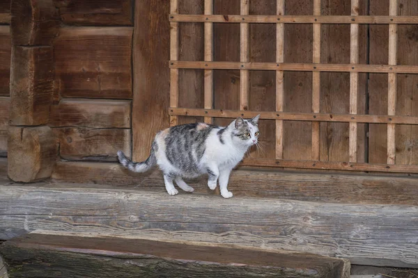 Grazioso Gatto Grigio Seduto Una Panchina Legno All Aperto Gatto — Foto Stock