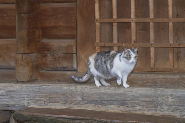 Grazioso Gatto Grigio Seduto Una Panchina Legno All Aperto Gatto — Foto Stock