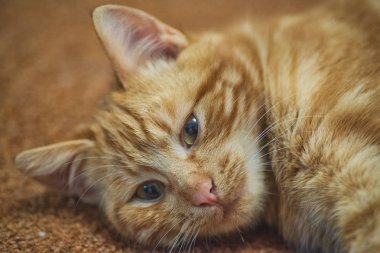 Kırmızı gözlü kırmızı kedi. Kırmızı güzel kedi kırmızı halıda yatıyor..