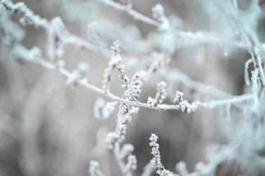 Kış arka plan ağaç yaprak kar dalları ile. Noel tebrik kartı. Frost'un üzerinde kış dallarında. Kış manzarası.