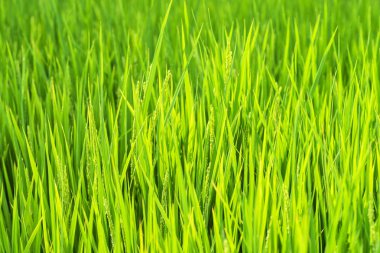 Yeşil pirinç tarlaları. Pirinç alan. Japan.Nagoya.Rice yeşil SAP.