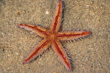 Deniz yıldızı kumun üzerinde yalan. Kum plajda yatan denizyıldızı.