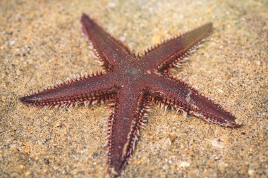 Deniz yıldızı kumun üzerinde yalan. Kum plajda yatan denizyıldızı.