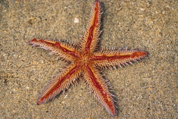 Deniz yıldızı kumun üzerinde yalan. Kum plajda yatan denizyıldızı.