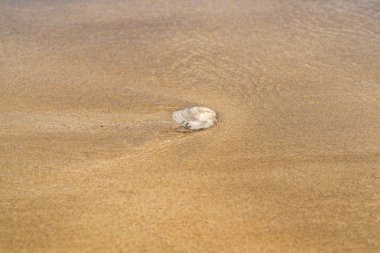 Kumlu sahilde deniz kabukları. Deniz kabukları ve taşlar deniz sarı sahilde.