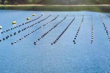Okyanus, üretim ve yetiştirme inci okyanusta inci satırda. Peyzaj ve inci aqua ekimi Shima Japonya Tarım.
