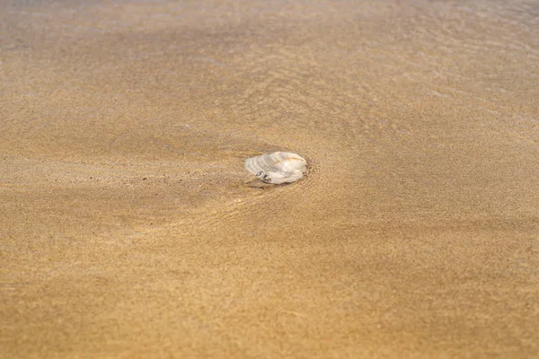 Kumlu sahilde deniz kabukları. Deniz kabukları ve taşlar deniz sarı sahilde.