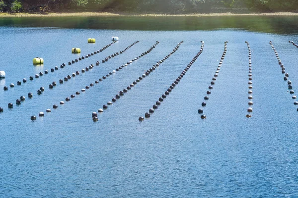 Okyanus, üretim ve yetiştirme inci okyanusta inci satırda. Peyzaj ve inci aqua ekimi Shima Japonya Tarım.