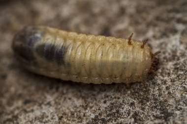 Küçük ağaç kabukları böcek larvaları. Gri bir arka plan üzerinde kabukları böcek larvaları.