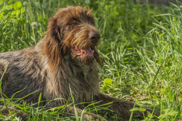 狩猟犬 Drathaar 茶色犬 狩猟犬は Drathaar 悲しそうな目で茶色の成犬 — ストック写真