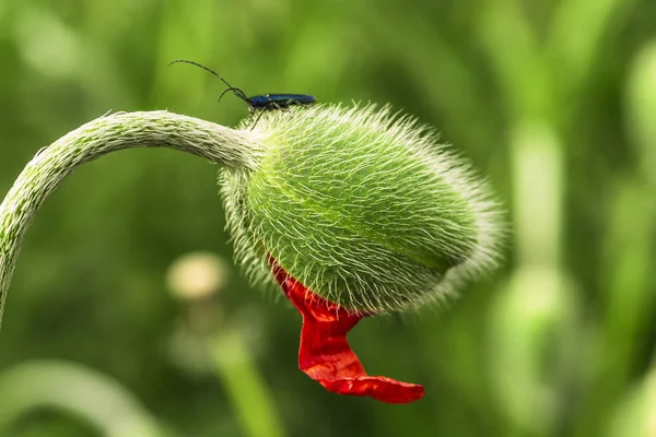 Young Spring Plant Sprout Young Poppy Meadow Young Green Poppy — Stock Photo, Image