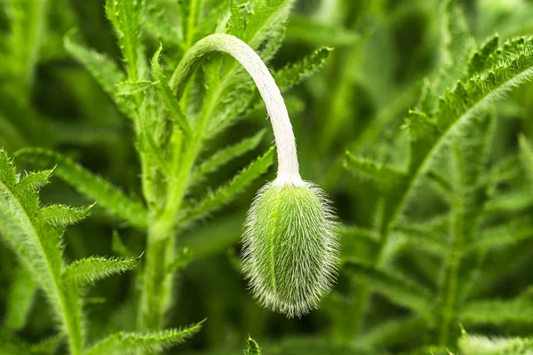 Young spring plant. Sprout of a young poppy in a meadow.Young green poppy sprout.