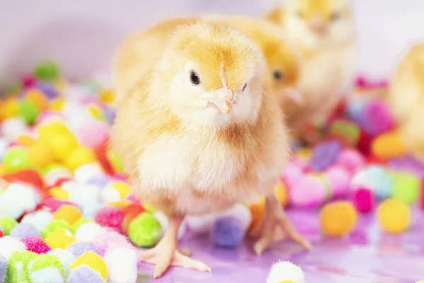 Yellow Chick Little Chicken Newborn Yellow Chicken Multicolored Background — Stock Photo, Image