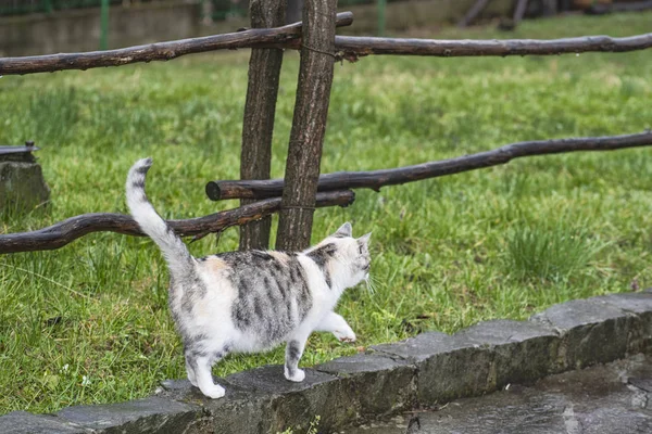 Cute Gray Cat Sitting Wooden Bench Outdoors Gray Cat Sits — Stock Photo, Image