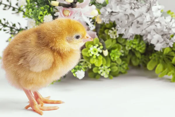 Gelbe Hühner Mit Einer Grünen Blume Kleine Neugeborene Hühner — Stockfoto