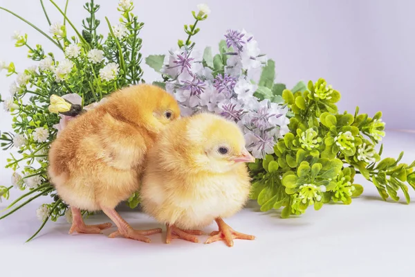 Pollos Amarillos Con Una Flor Verde Pollitos Recién Nacidos —  Fotos de Stock