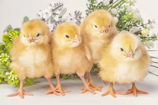 Žlutá Kuřata Zeleným Květem Malé Novorozence Kuřata — Stock fotografie