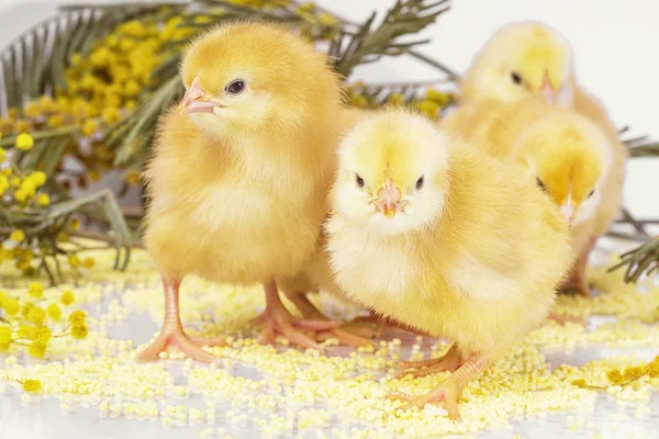 Malé novorozence kuřata. Žlutá kuřátka s žlutý květ. — Stock fotografie