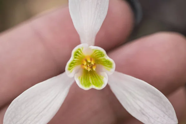 Snowdrop spring flowers.Delicate Snowdrop flower is one of the spring symbols .The first early snowdrop flower.White snowdrop Galanthis in early spring gardens.