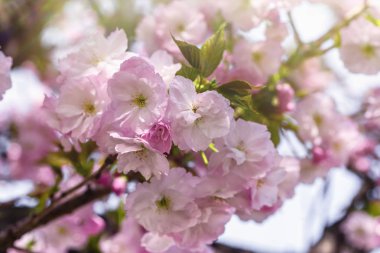 Pembe sakura çiçekler. Sakura çiçek kapatın. Bahar çiçeği.