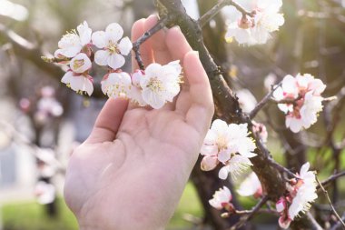 Elinde bir dal kiraz çiçekleri. Güneşli bir günde, bahar aylarında kiraz çiçekleri tutan el kayısı çiçekli.