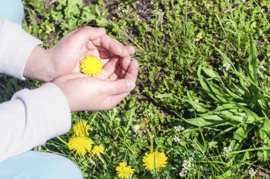 Kızın avuç içi sarı bahar çiçekleri. Sarı dandelions. Dandelions ve papatyalar bir kadın elinde.