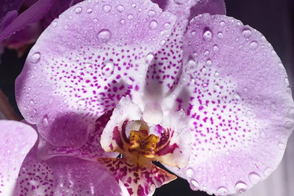 Hermosa flor de la orquídea, fondo. Las orquídeas cierran. Imagen macro colorida de una orquídea, la flor tropical —  Fotos de Stock