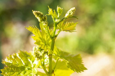 Genç Fideler güneşli bir üzüm. Çiçekli püsküllü genç üzüm, üzüm makro genç sürgünler güneşli bir günde vurdu..