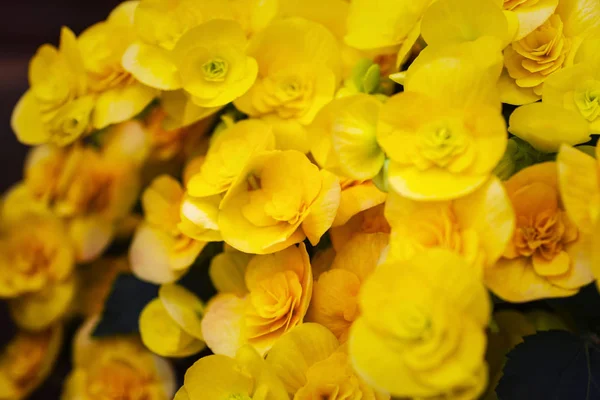 Yellow flowers begonias. Beautiful yellow Begonia Big Flower Scientific .Begonia blooming in the garden.Soft focus.Selective focus — Stock Photo, Image