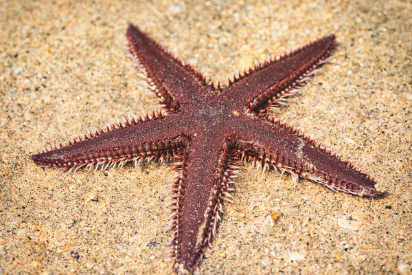 Морская звезда лежит на песке. Морская звезда лежит на песке на пляже . — стоковое фото