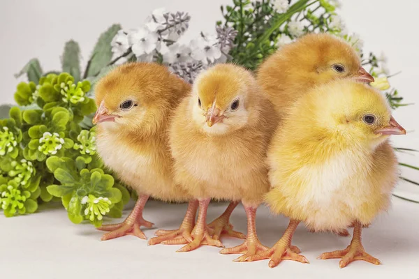 Pollitos recién nacidos. Pollos amarillos con una flor . — Foto de Stock