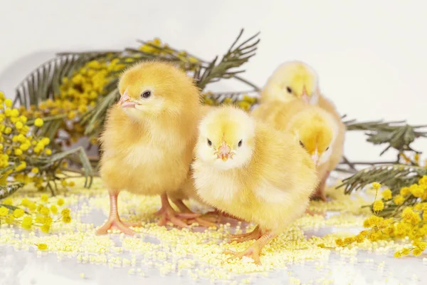 Malé novorozence kuřata. Žlutá kuřátka s žlutý květ. — Stock fotografie