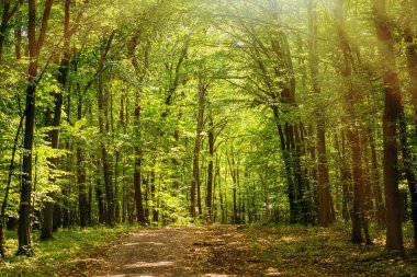 Bahar orman sıcak gün. Yaz sıcak güneşli bir günde orman. Parlak yeşil orman doğal geçit güneşli gün ışığında. Canlı yeşil orman sayesinde güneş. Yeşil Yaz orman manzara ılık ışık