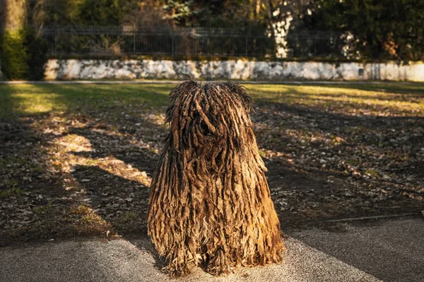 Hungarian sheepdog, is a large,Hungary s national treasures. Shaggy dog. — Stock Photo, Image