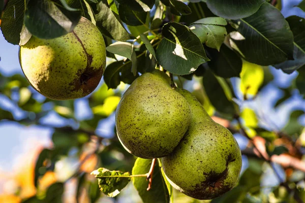 Olgun armut ağaç dal, sonbahar olgun meyve bir ağaç üzerinde asılı... Armut ağaçları güneşin ve bir meyve bahçesi meyve ile lad. Olgun armut .
