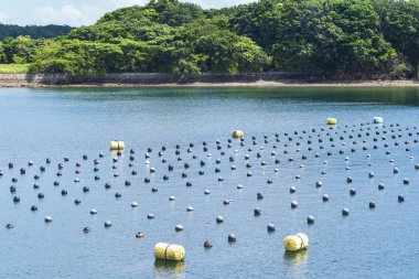 Okyanus, üretim ve yetiştirme inci okyanusta inci satırda. İnci aqua ekimi Shima Japonya tarım.