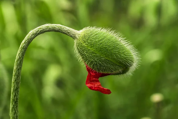 Broto de papoula verde jovem. Jovem planta de primavera. Broto de uma papoula jovem em um prado . — Fotografia de Stock