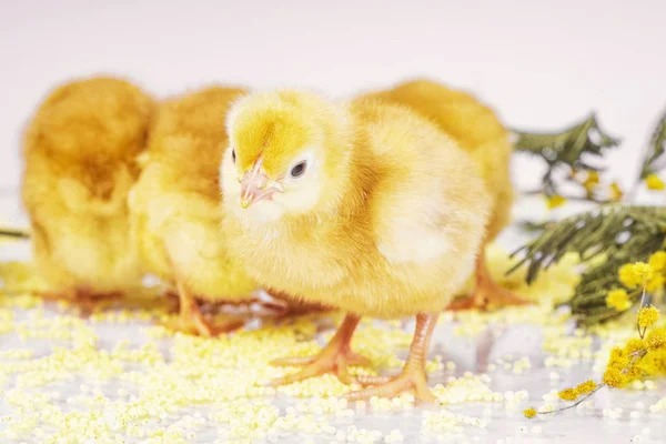 Pollitos recién nacidos. Pollos amarillos con una flor amarilla . —  Fotos de Stock