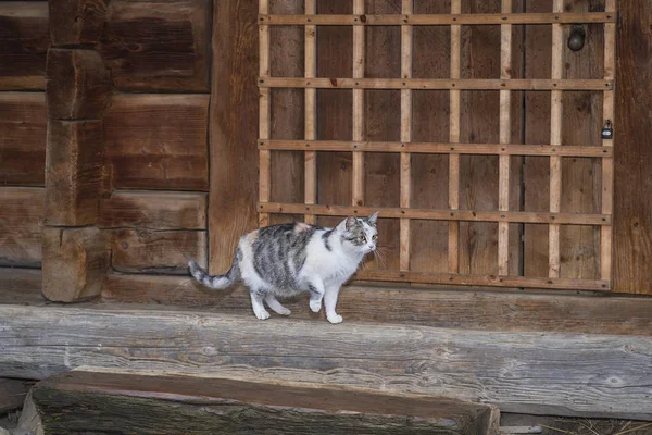 Gatto grigio carino seduto su una panchina di legno all'aperto. Un gatto grigio si siede su una panchina di legno vicino alla casa. . — Foto Stock