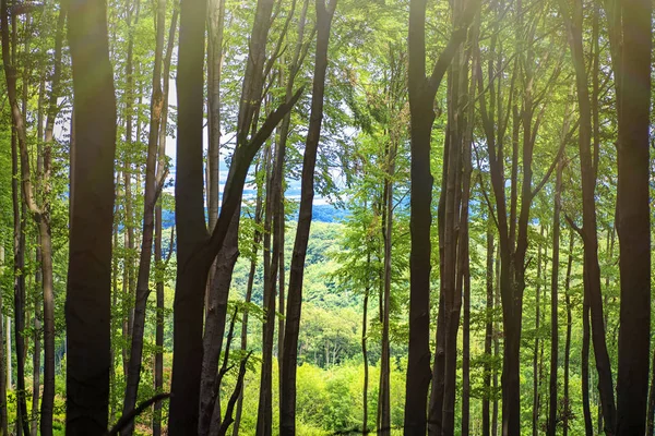 Ciepły dzień wiosny w lesie. Letni ciepły słoneczny dzień w lesie. Jasny zielony las naturalny chodnik w świetle słonecznego dnia. Słońce przez żywy zielony las. Zielony summer krajobraz w ciepłe światło w lesie — Zdjęcie stockowe