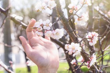 Elinde bir dal kiraz çiçekleri. Güneşli bir günde, bahar aylarında kiraz çiçekleri tutan el kayısı çiçekli.