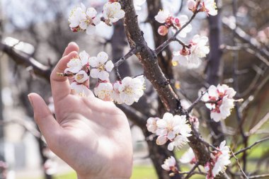 Elinde bir dal kiraz çiçekleri. Güneşli bir günde, bahar aylarında kiraz çiçekleri tutan el kayısı çiçekli.