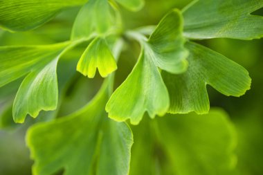 Gingko biloba doğa güneş ışığı ile bırakır. Dingo ağacının yeşil yaprakları.