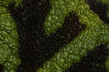 Begonya rex bitki yaprak, Zümrüt Dev