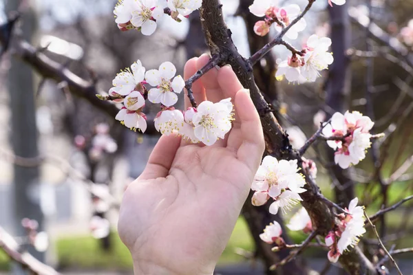 A branch of cherry blossoms in hand. Flowering apricot on a sunny day, hand holding cherry blossoms in spring. — Stock Photo, Image